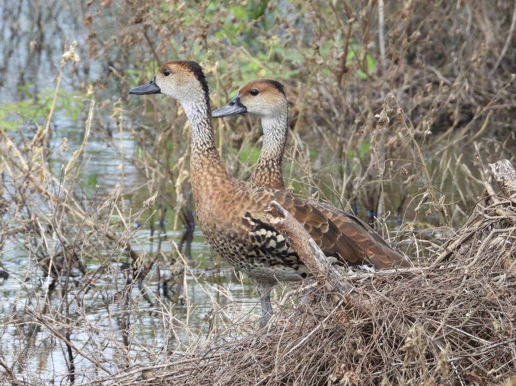 West Indian Whistling-Duck - ML644871548