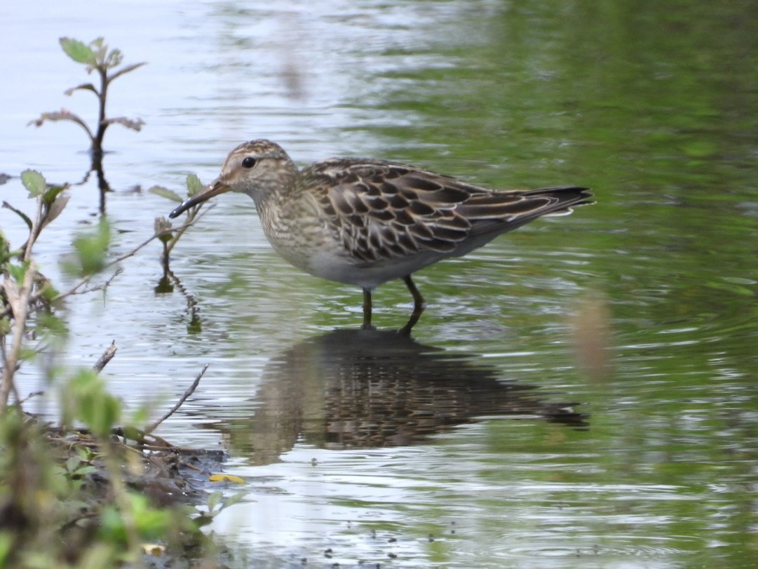 jespák skvrnitý - ML644871555