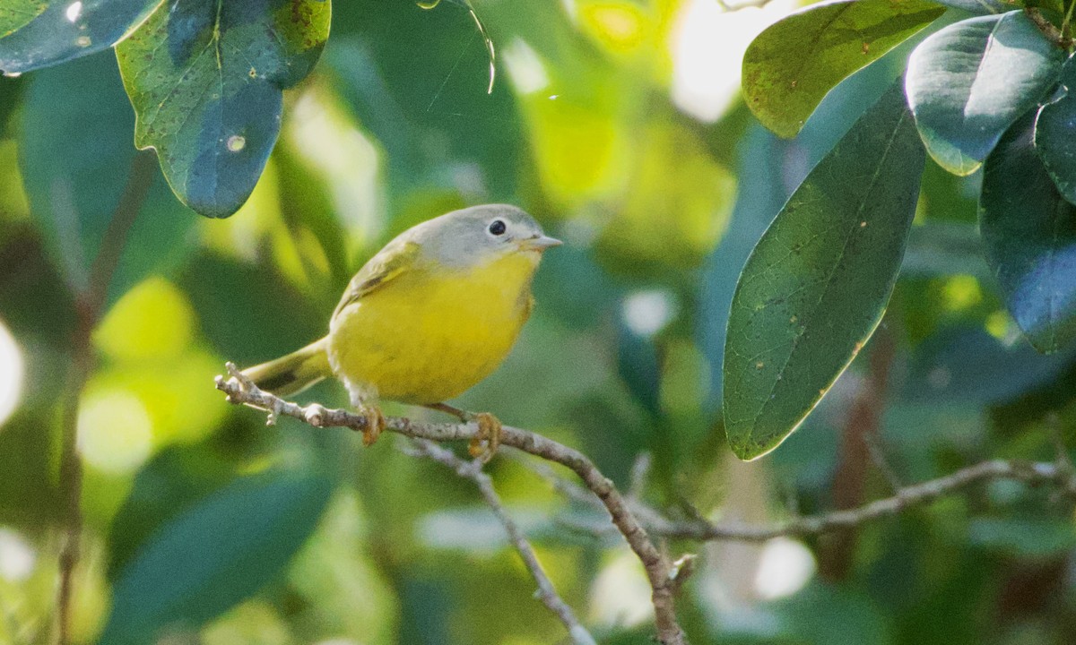 Nashville Warbler - ML644871565