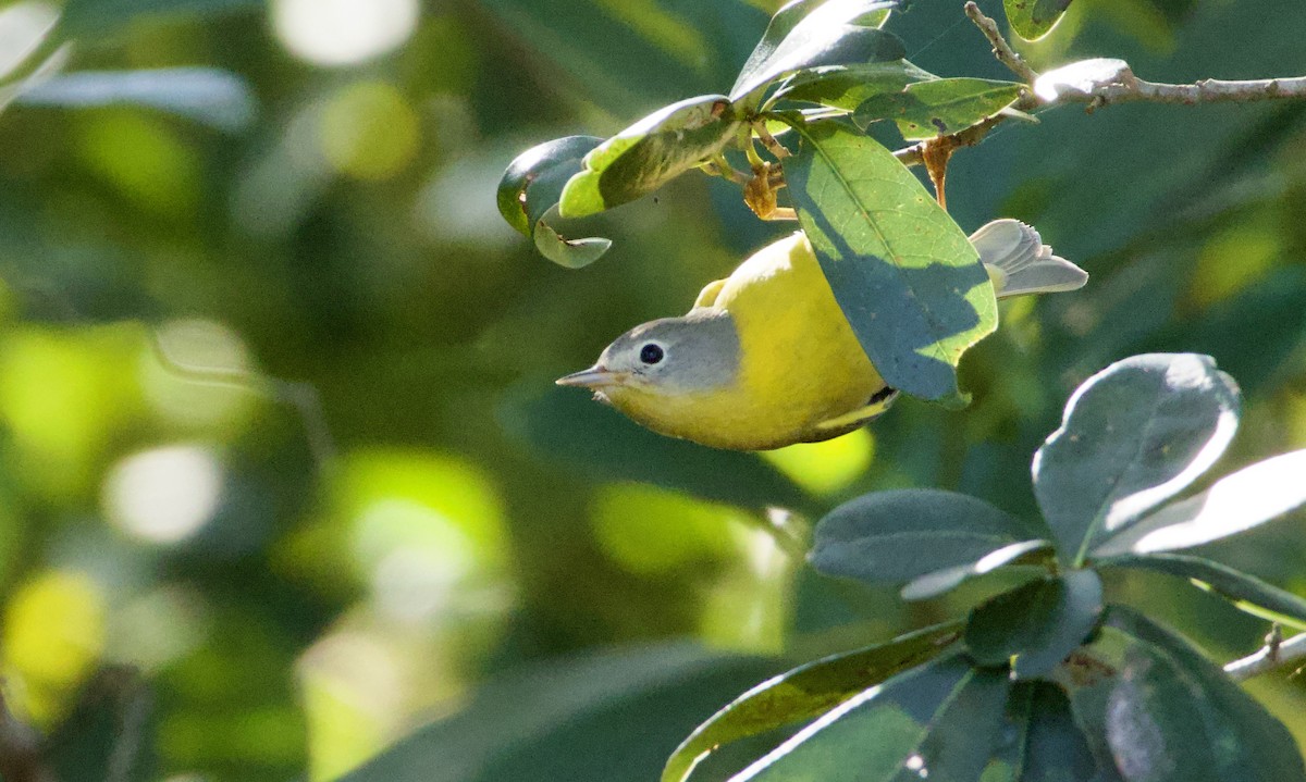 Nashville Warbler - ML644871566