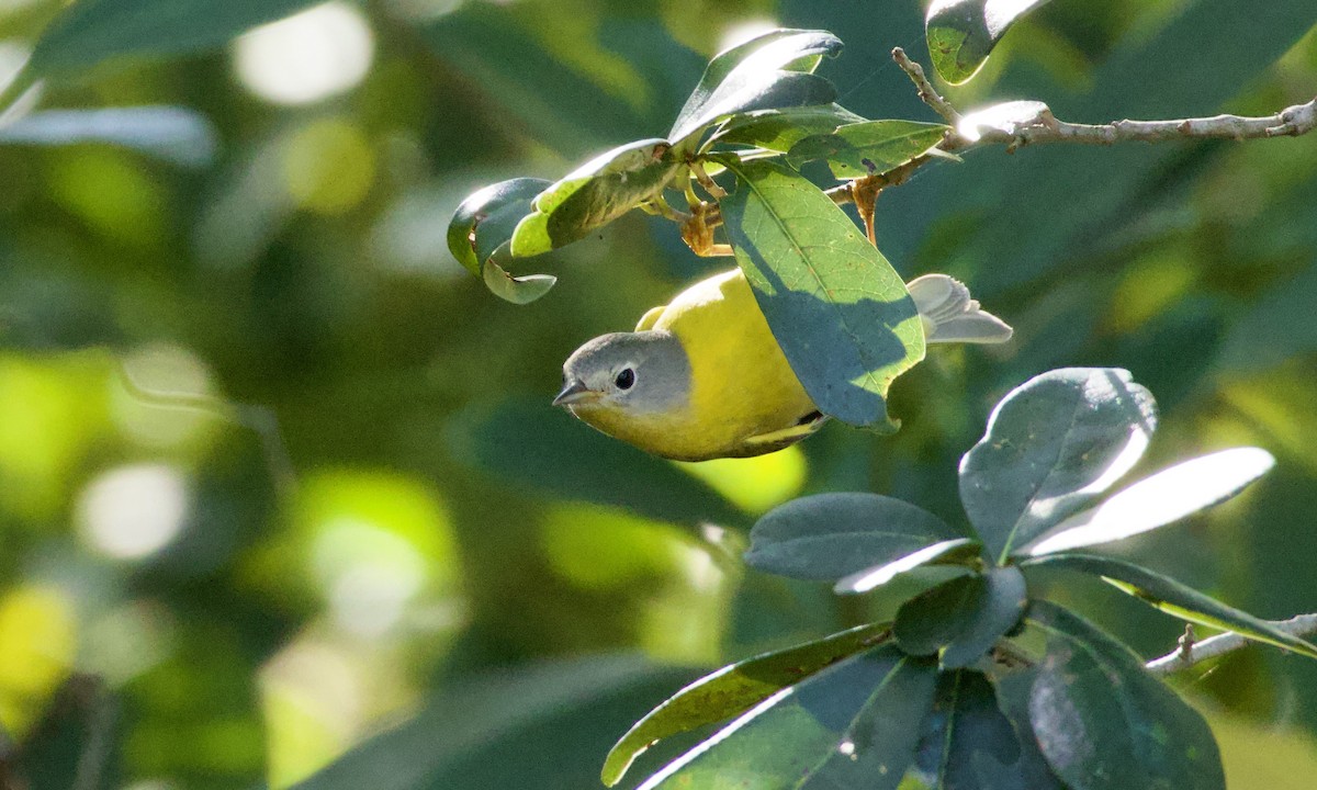 Nashville Warbler - ML644871567