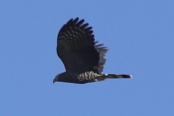 Hook-billed Kite - ML644871575