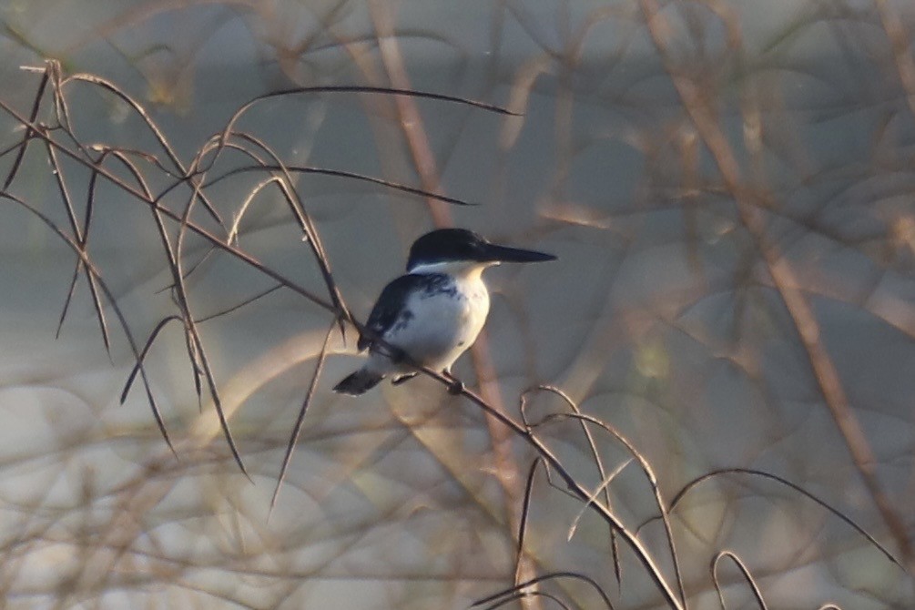 Green Kingfisher - ML644871585