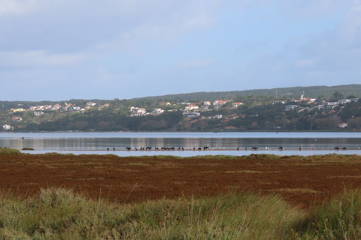 Great Cormorant - ML644871590