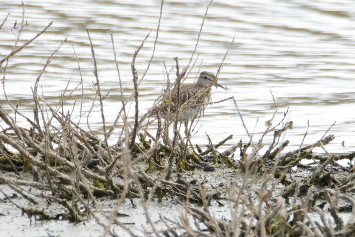タカブシギ - ML644871595