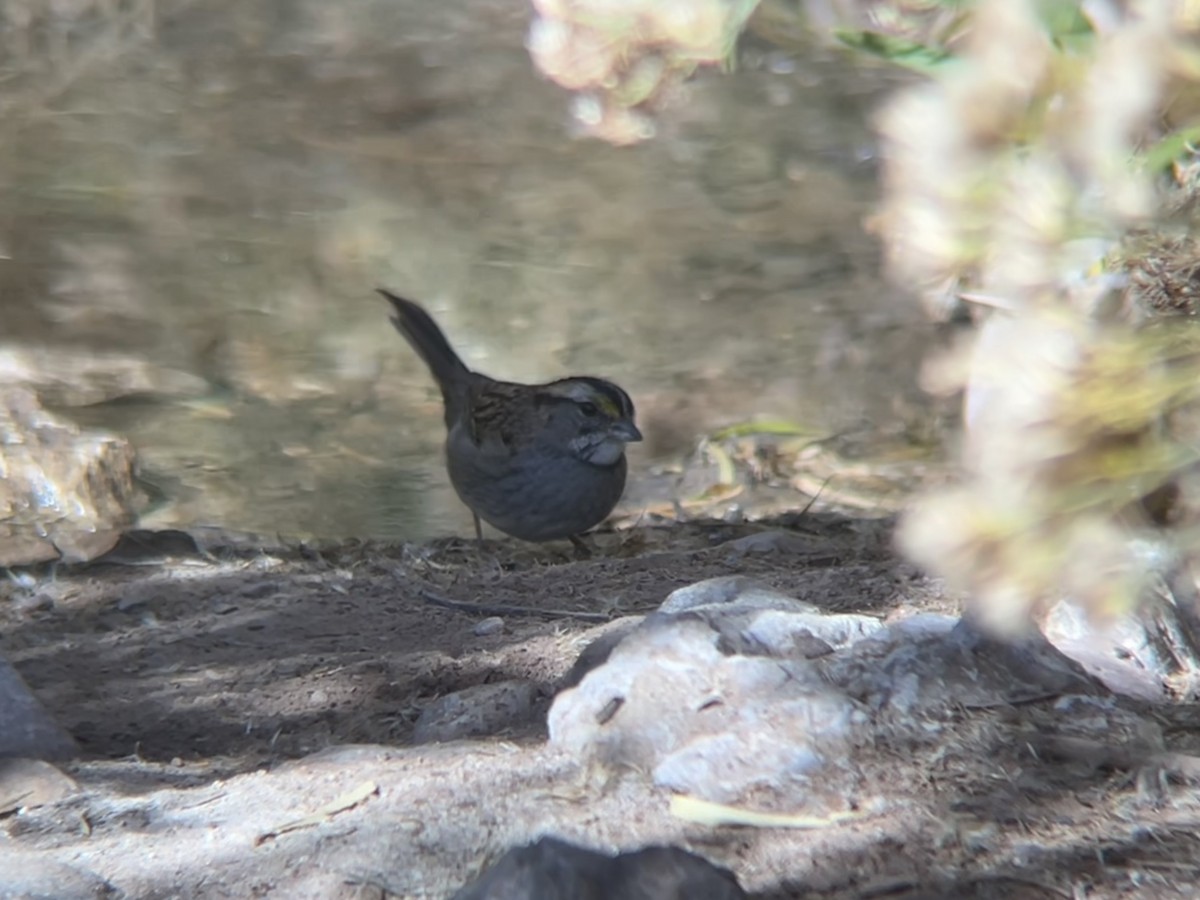 strnadec bělohrdlý - ML644871606