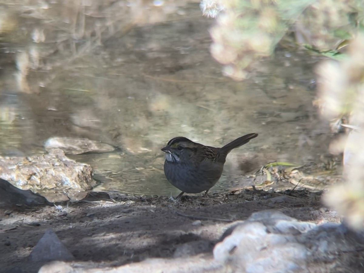 strnadec bělohrdlý - ML644871607