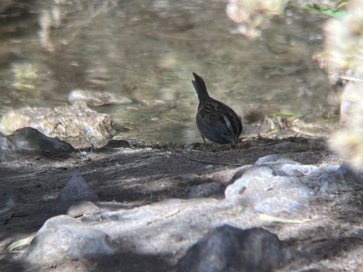 strnadec bělohrdlý - ML644871608