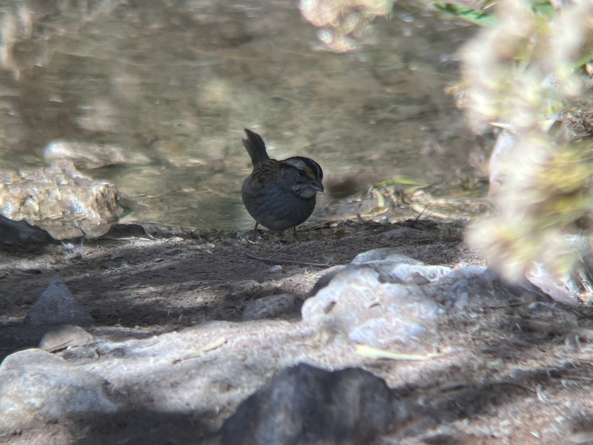 strnadec bělohrdlý - ML644871609