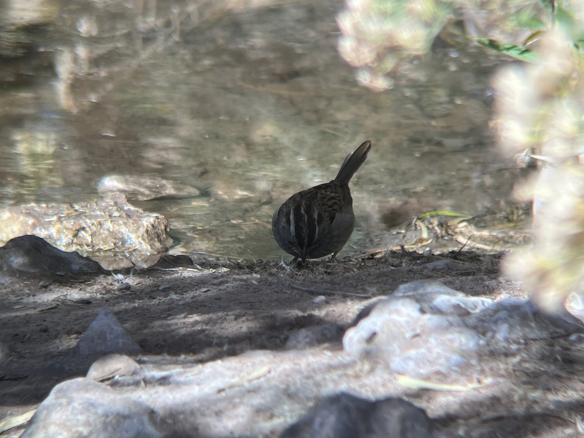 strnadec bělohrdlý - ML644871610