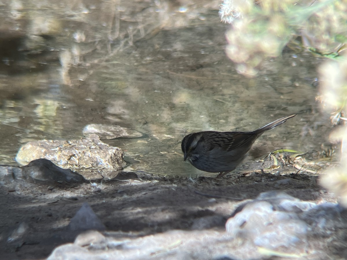 strnadec bělohrdlý - ML644871611