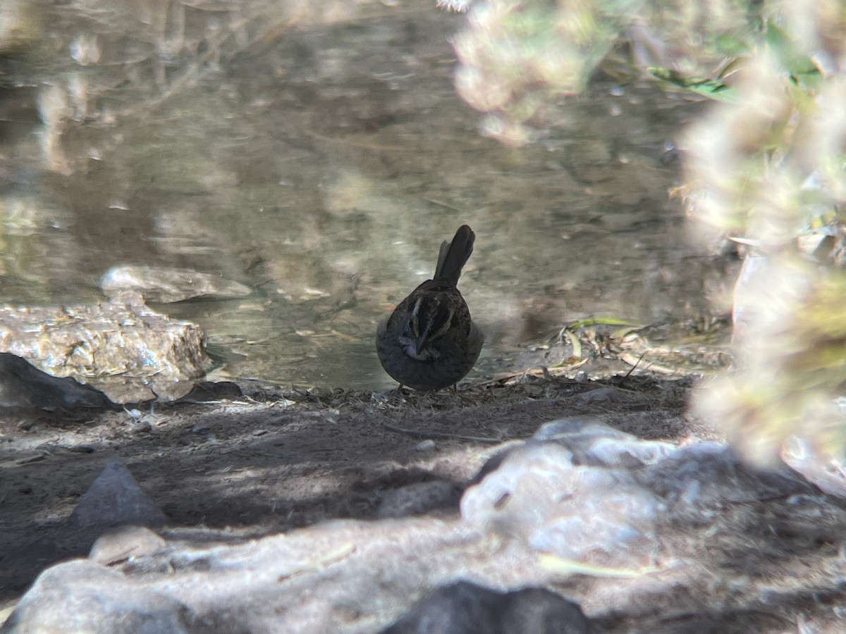 strnadec bělohrdlý - ML644871612