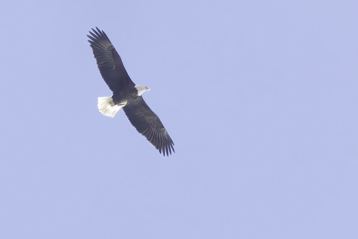 Орлан білоголовий - ML644871625