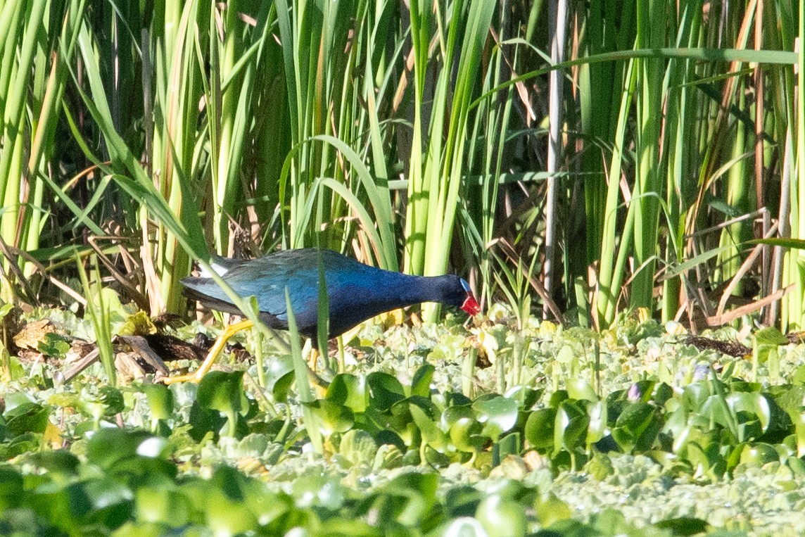 Purple Gallinule - ML644871628