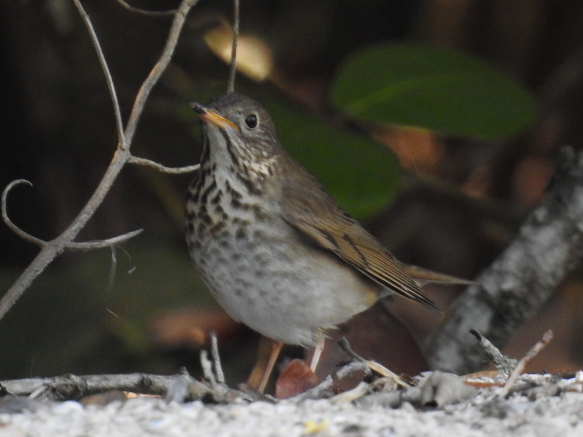 Gray-cheeked Thrush - ML644871643