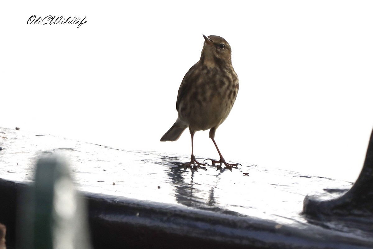 Rock Pipit - ML644871646