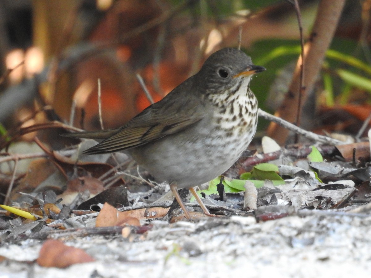 Gray-cheeked Thrush - ML644871653