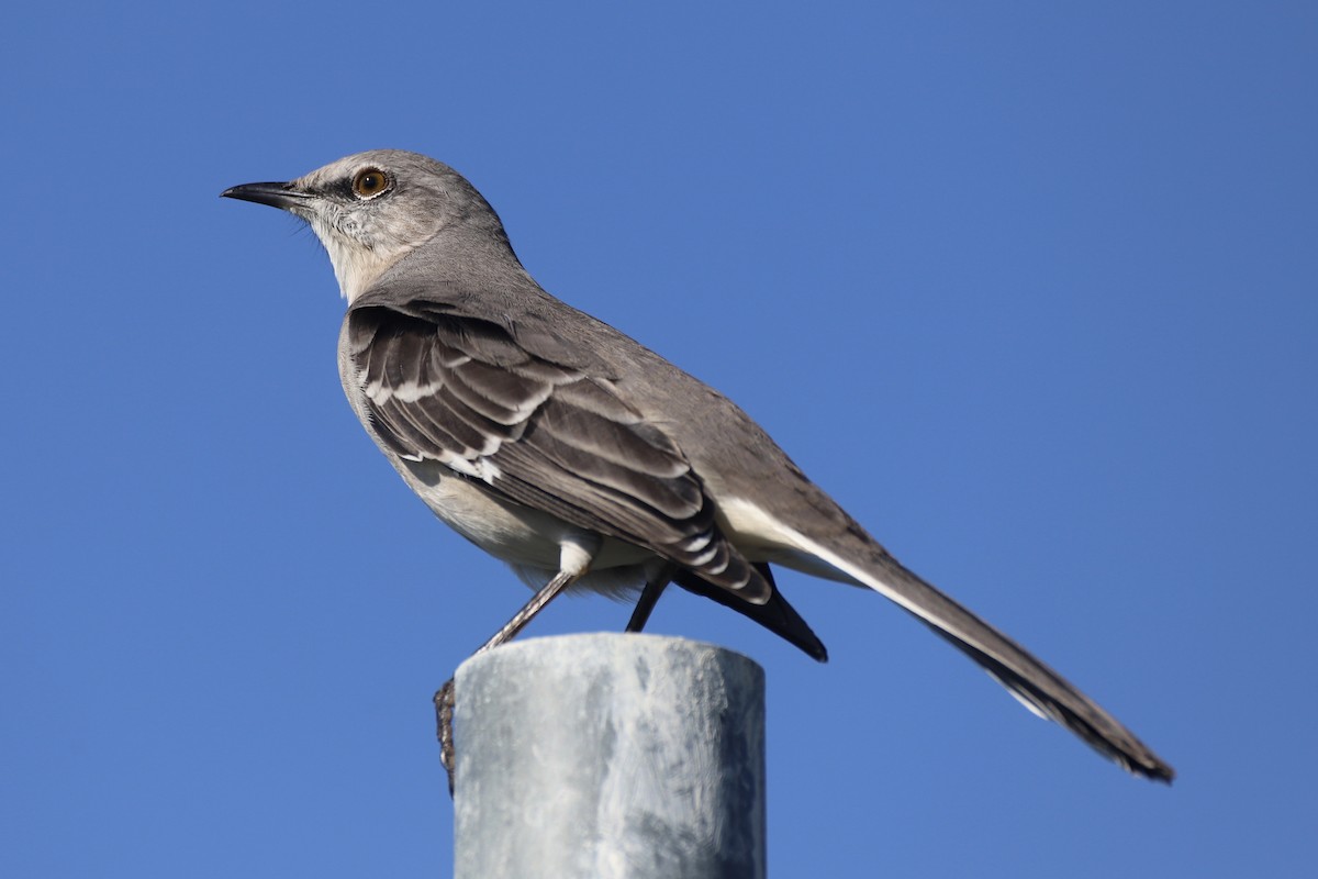 Northern Mockingbird - ML644871661