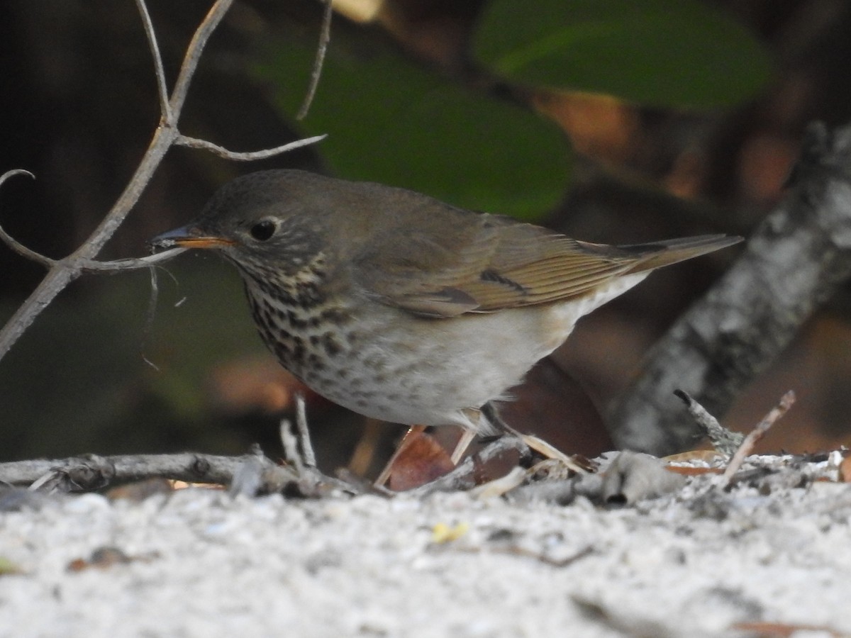 Gray-cheeked Thrush - ML644871662