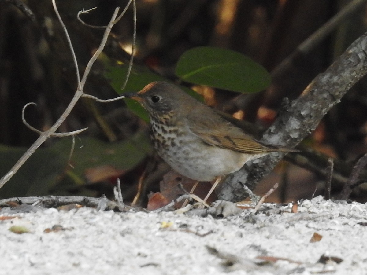 Gray-cheeked Thrush - ML644871671