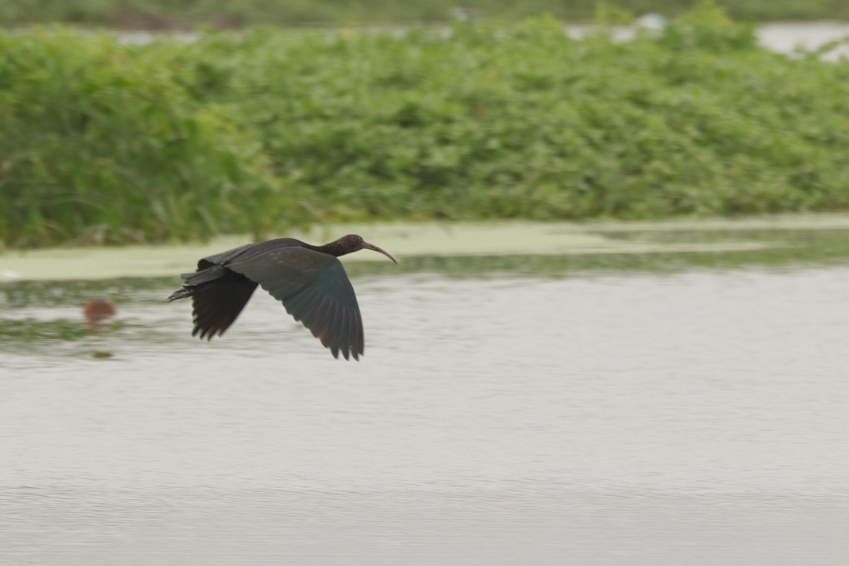 Puna Ibis - ML644871673