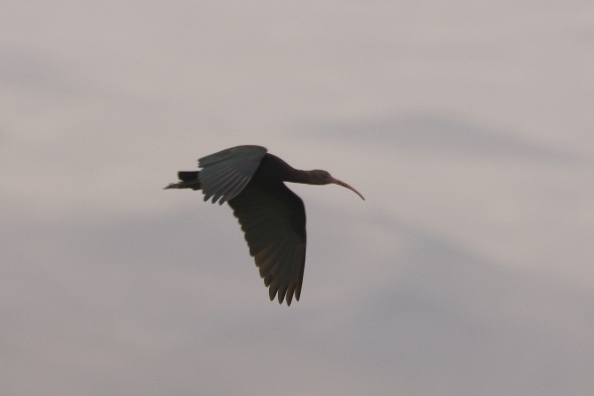 Puna Ibis - ML644871674