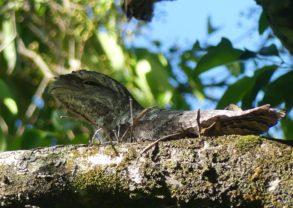 kjempefroskemunn - ML644871676