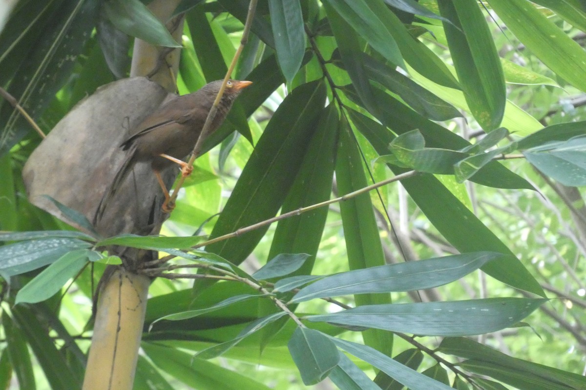 Turdoide Cingalés - ML644871680