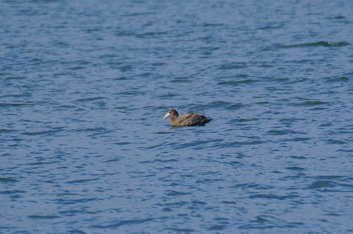 Southern Giant-Petrel - ML644871681