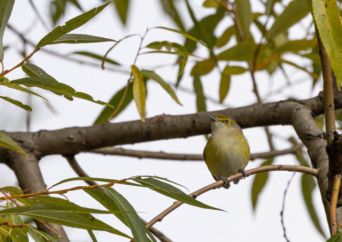 hvitøyevireo - ML644871694