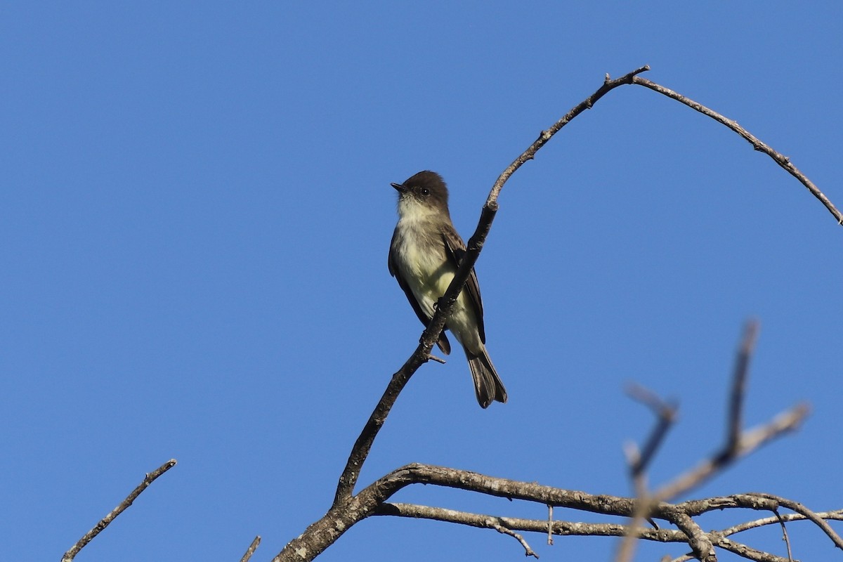 Eastern Phoebe - ML644871703