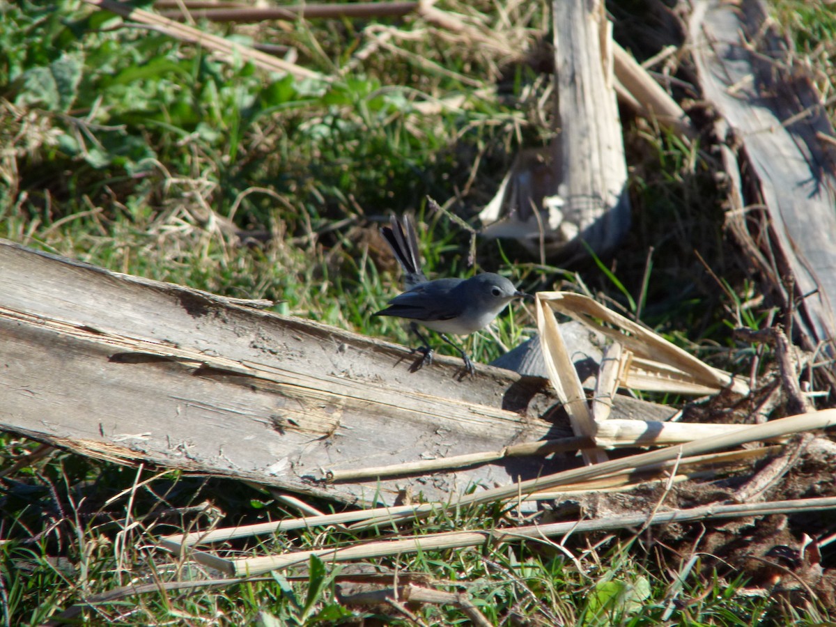 Голубая комароловка - ML644871707