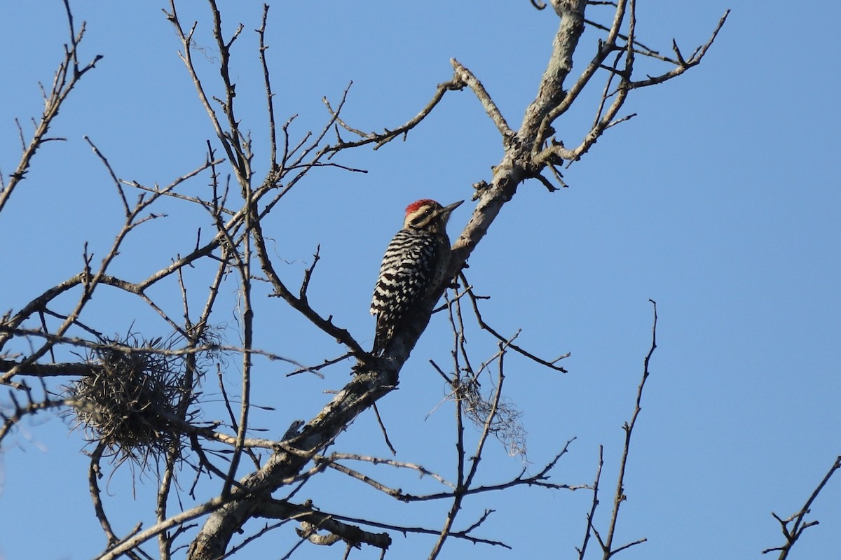 Ladder-backed Woodpecker - ML644871718