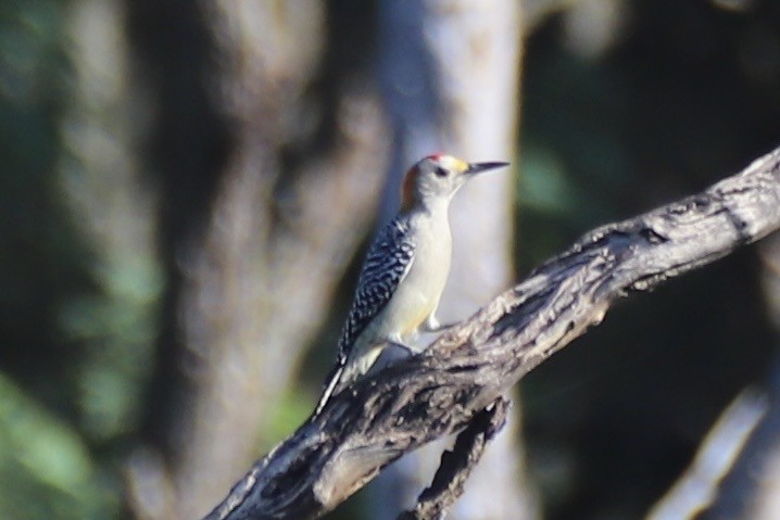 Golden-fronted Woodpecker - ML644871725