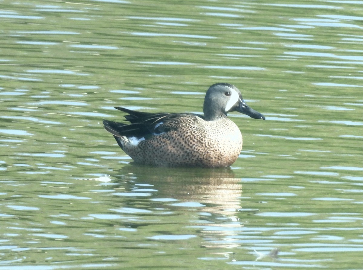 Синекрылый чирок - ML644871729
