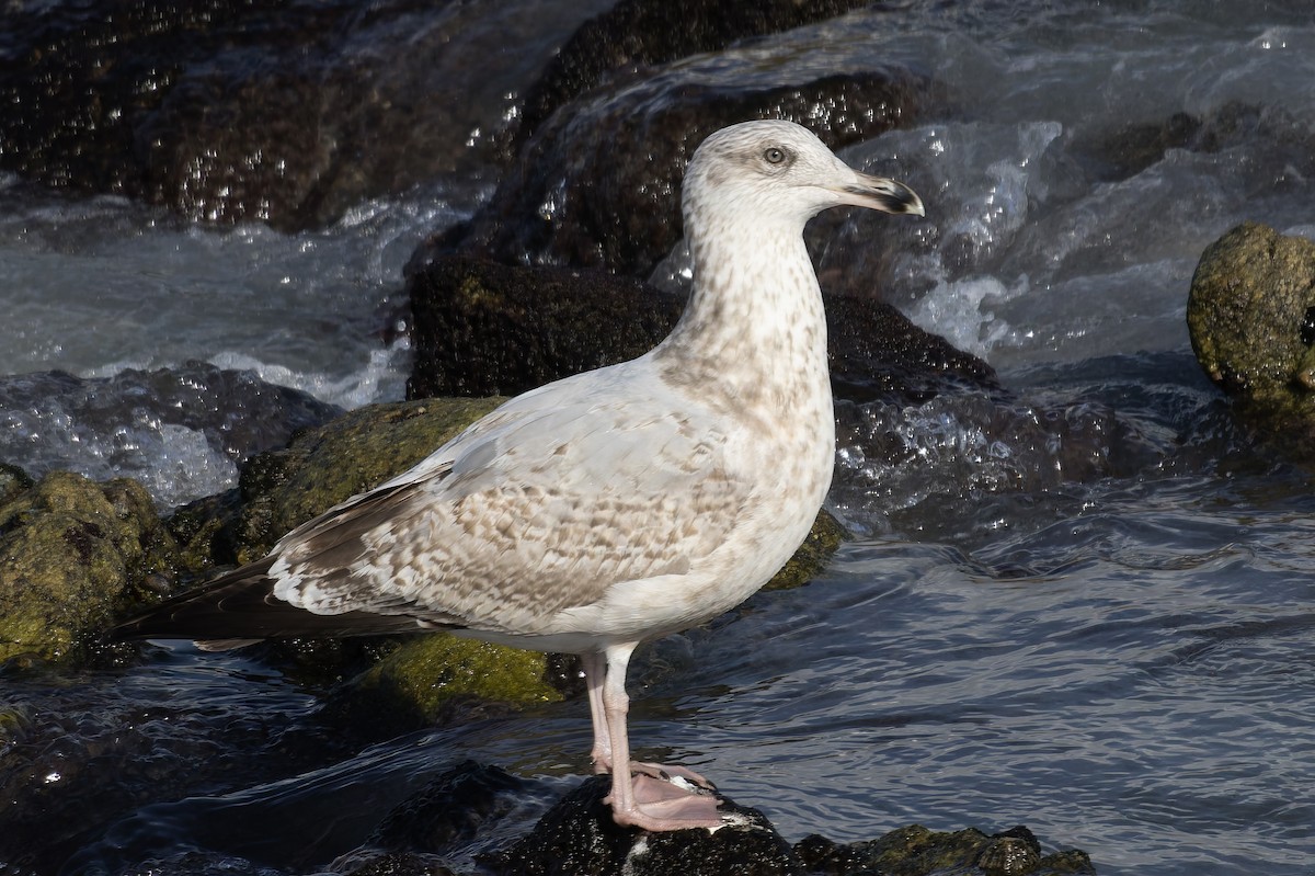 European Herring Gull - ML644871730