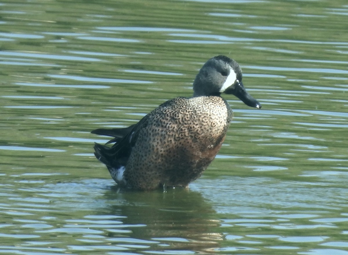 Синекрылый чирок - ML644871731