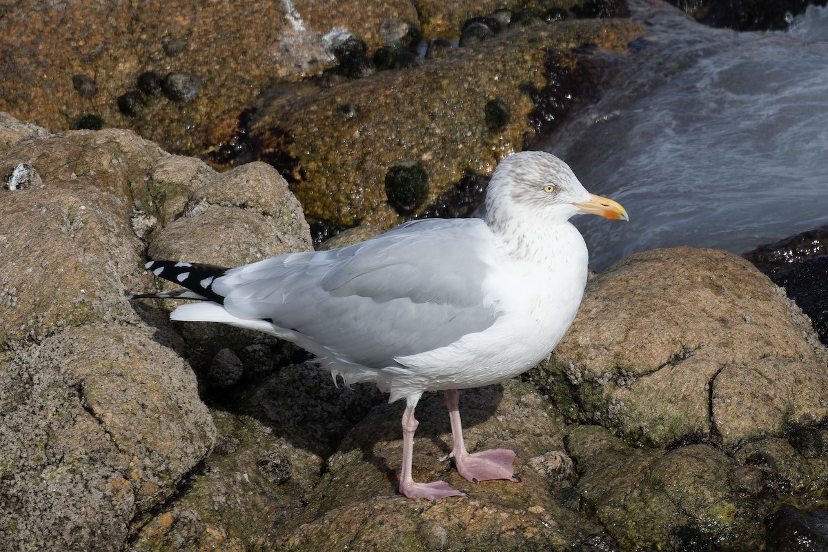 European Herring Gull - ML644871732