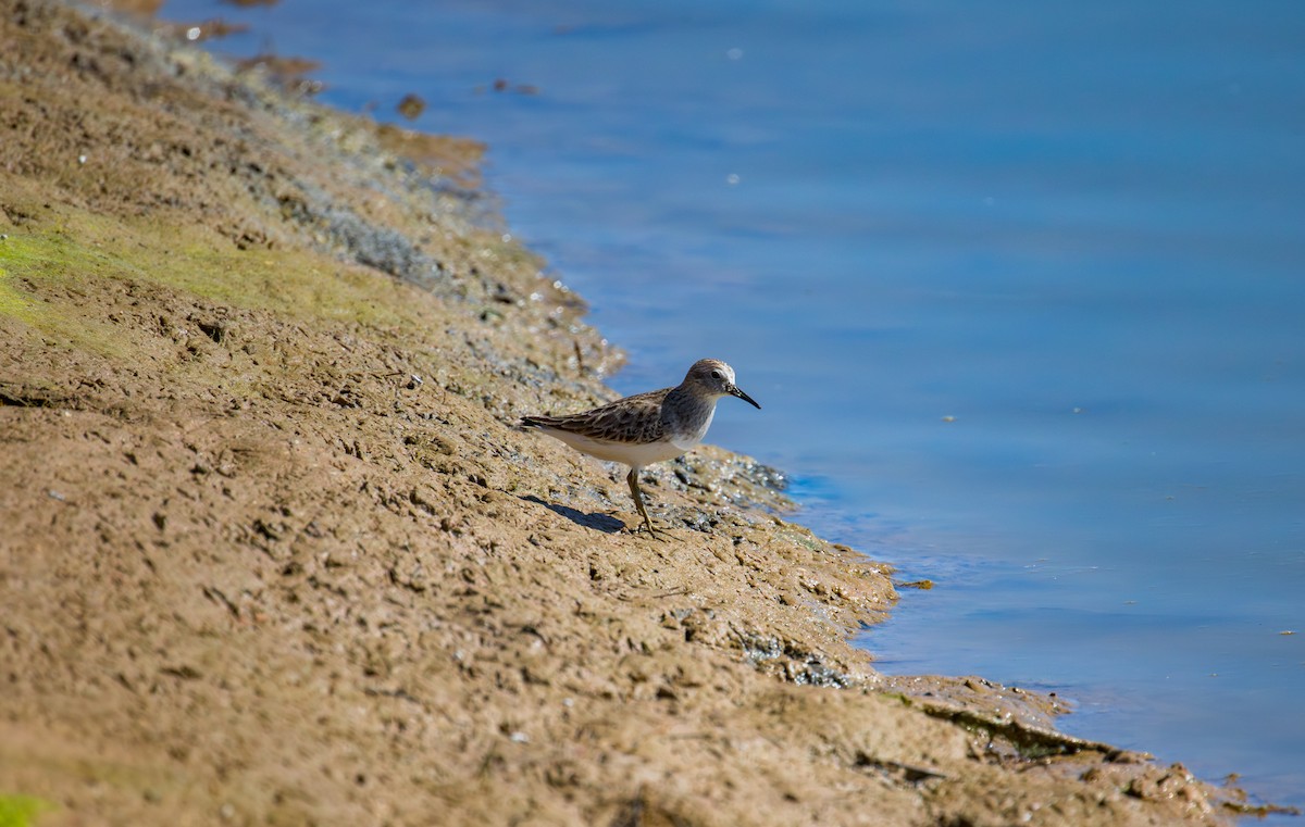 Least Sandpiper - ML644871735