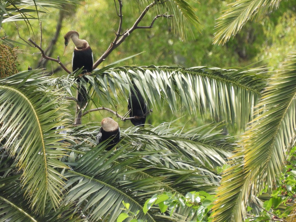 Anhinga - ML644871736