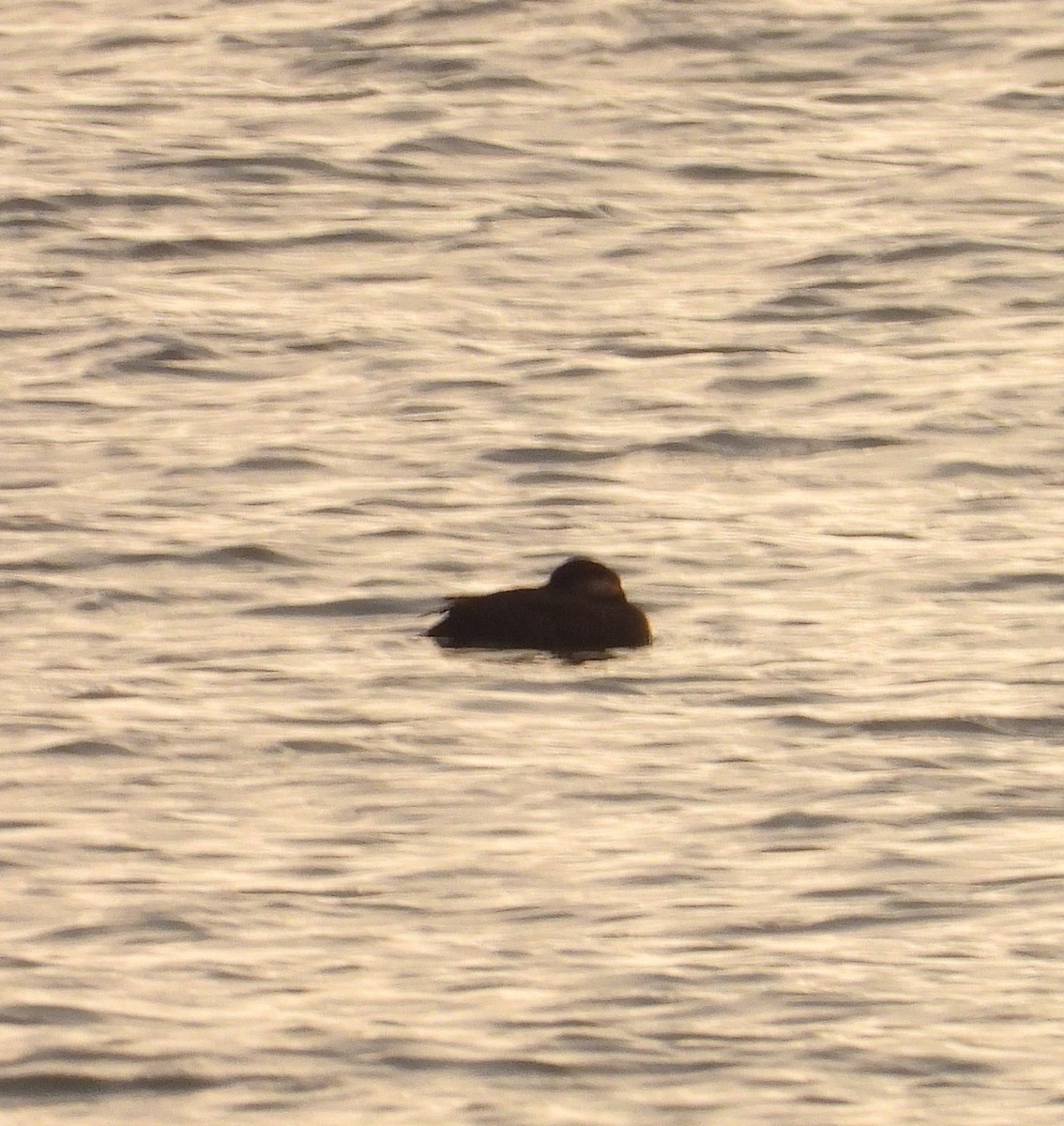 Black Scoter - ML644871738