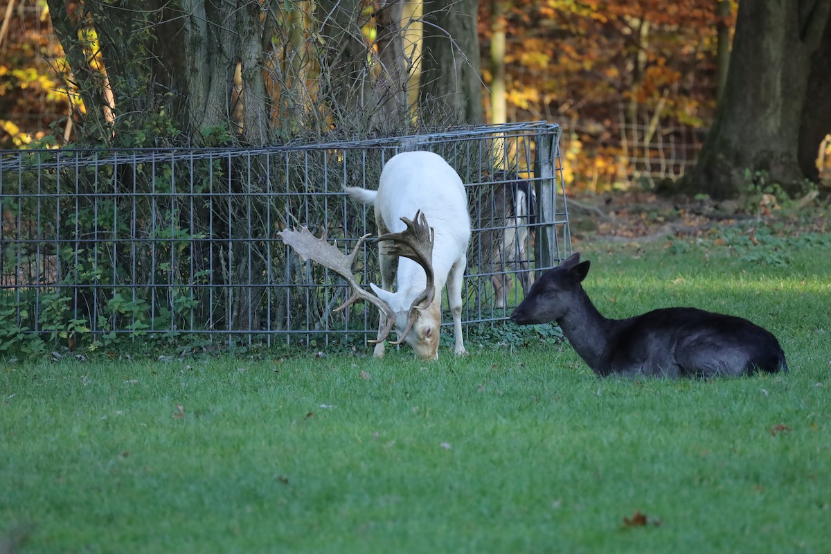 European Fallow Deer - ML644871739