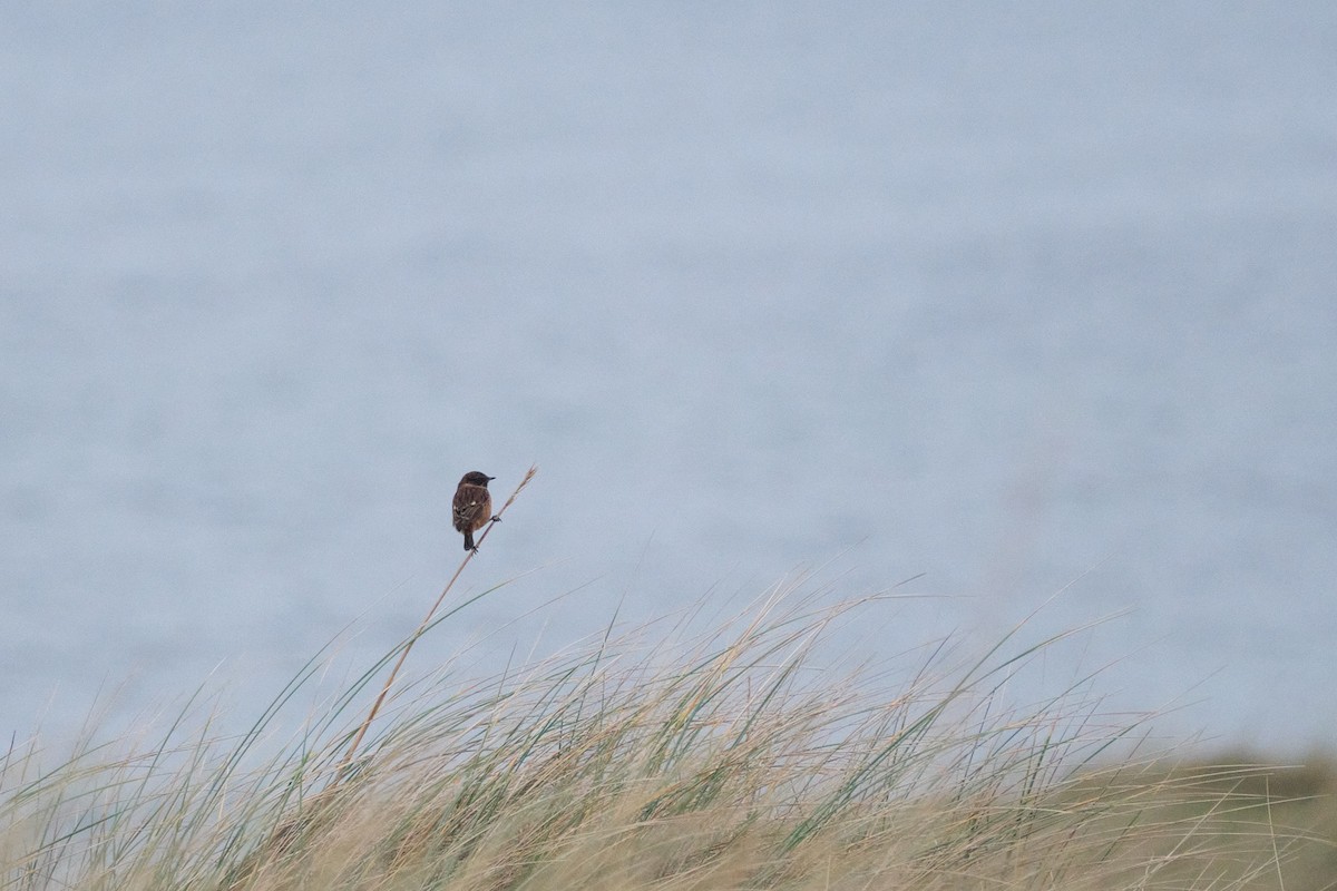 European Stonechat - ML644871740