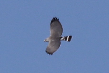 Gray Hawk - ML644871741