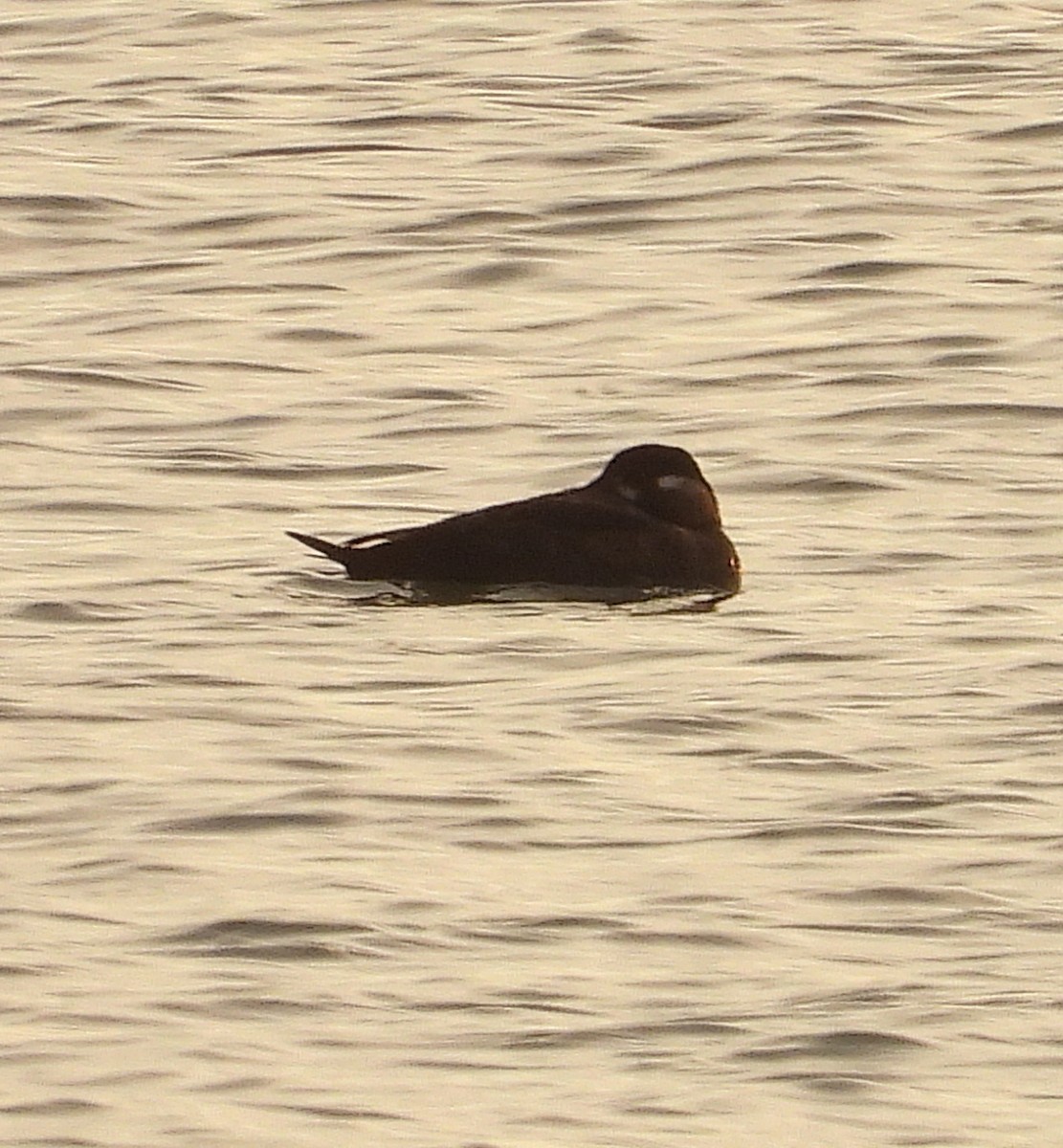 Surf Scoter - ML644871747