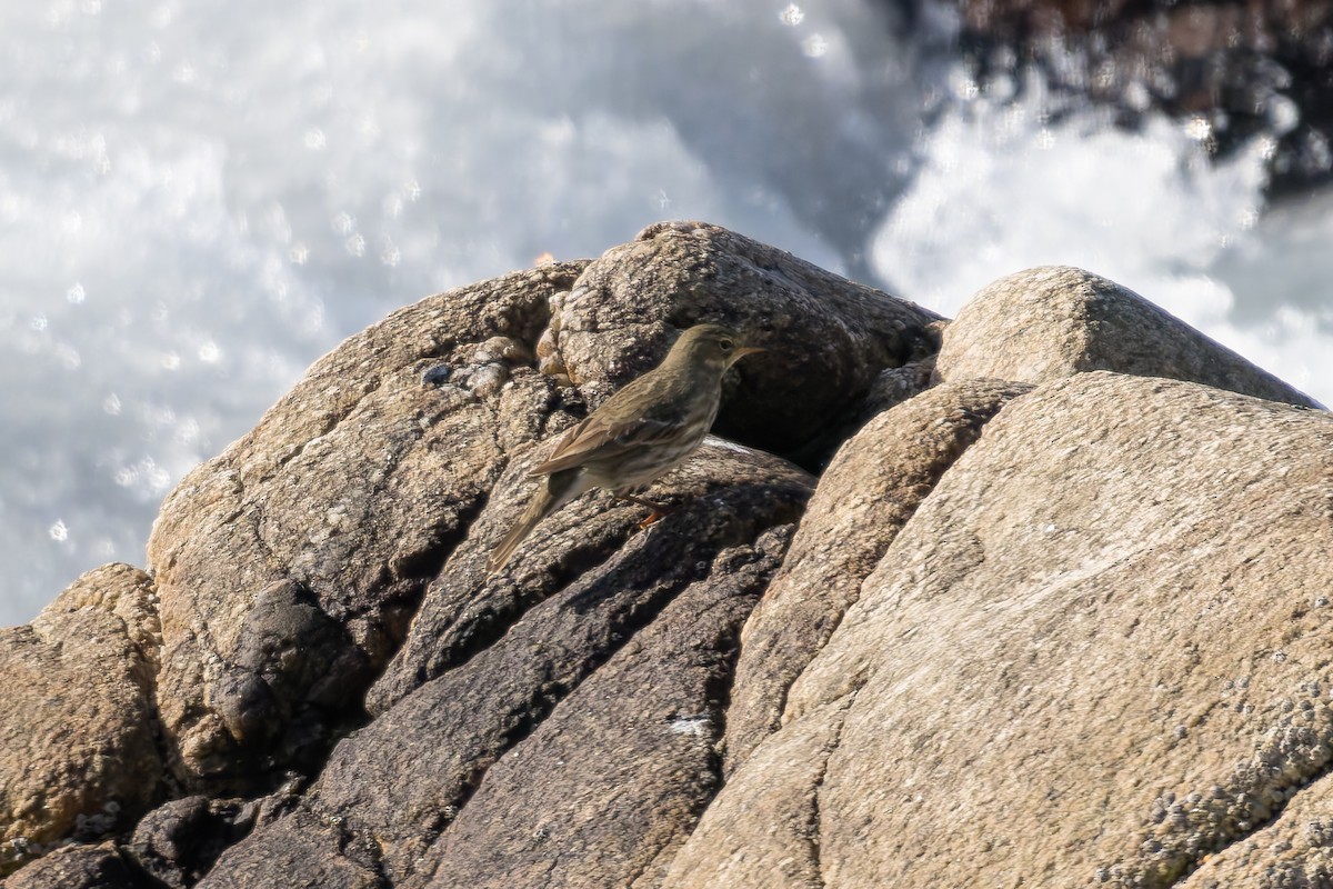 Rock Pipit - ML644871749