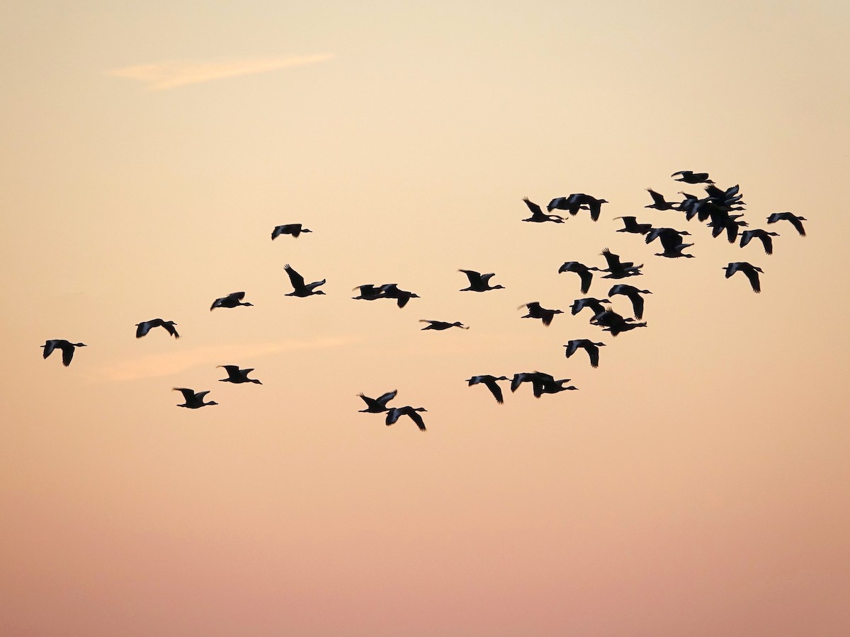 Black-bellied Whistling-Duck - ML644871753