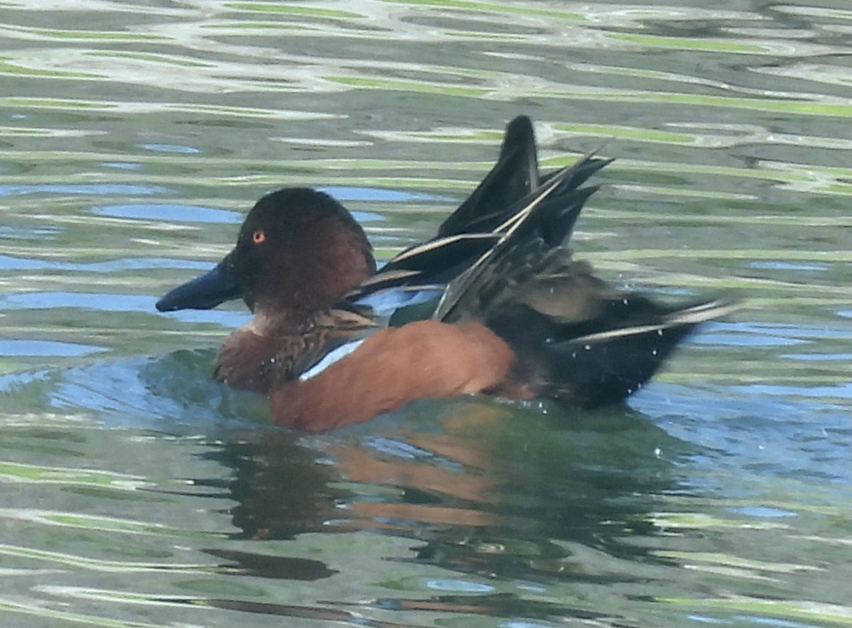 Cinnamon Teal - ML644871755