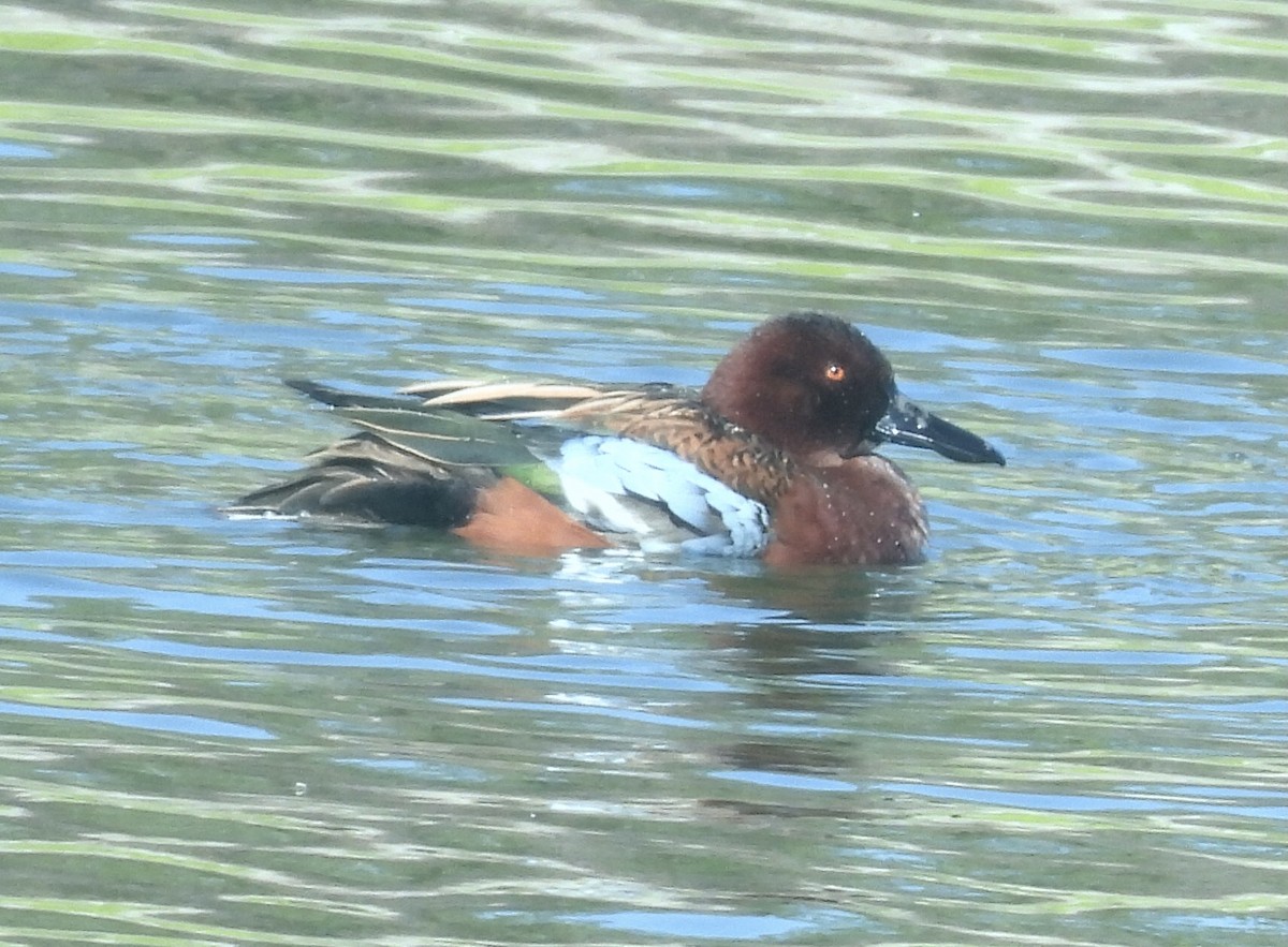 Cinnamon Teal - ML644871756