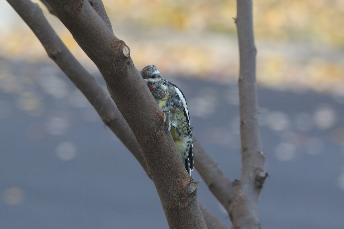 kanadasevjespett - ML644871758